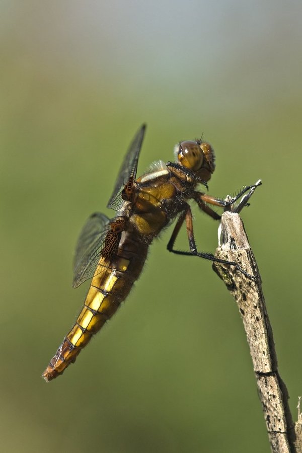 Broad-Bodied Chaser
